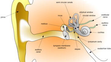 Pure Tone Audiometry
