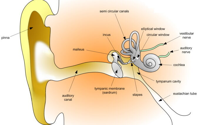 Pure Tone Audiometry