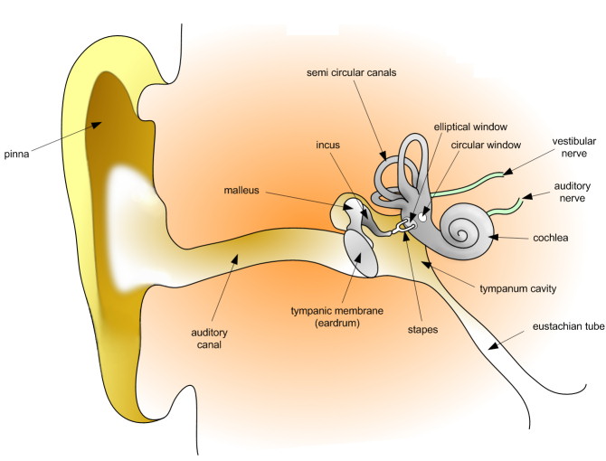 Pure Tone Audiometry