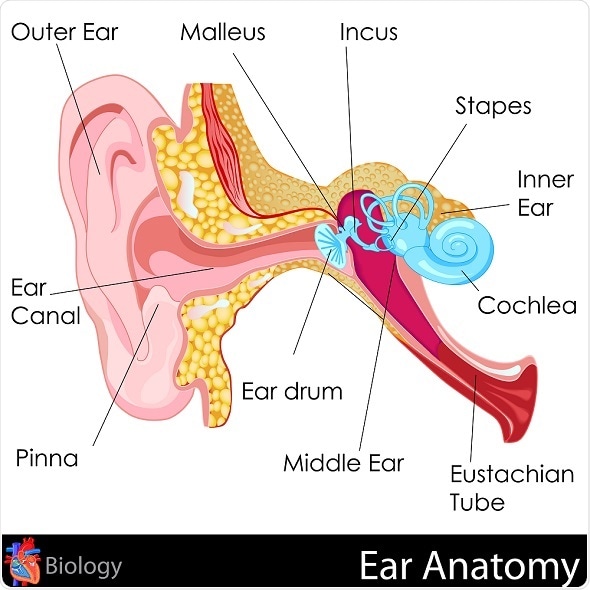Tinnitus Management